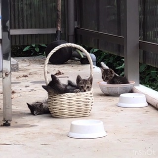 里親になって頂ける方を募集しています − 岐阜県