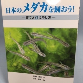 日本のメダカを飼おう