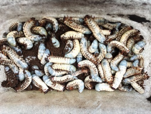 超特価 アトラスオオカブト 幼虫 5匹セット Ome 豊川のその他の中古あげます 譲ります ジモティーで不用品の処分