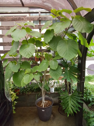 観葉植物フィカス ウンベラータ現在商談中 猫のまゆげ さいたまのその他の中古あげます 譲ります ジモティーで不用品の処分 観葉植物フィカス ウンベラータ現在商談中 猫のまゆげ さいたまのその他の中古あげます 譲ります ジモティーで不用品の処分