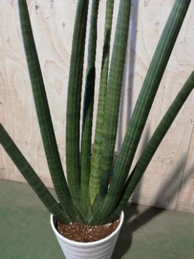 サンスベリアキリンドリカ7寸観葉植物花 卸売り花問屋 昭和町の家具の中古あげます 譲ります ジモティーで不用品の処分
