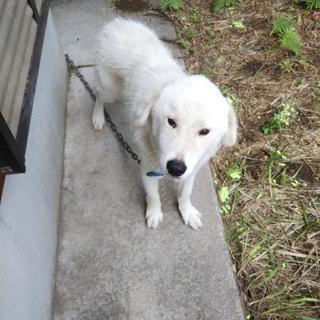 大型犬ピレネー犬とゴールデンのハーフできるだけ早く里親さんを探してます − 鹿児島県