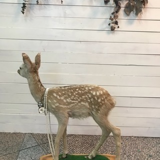 希少品です！バンビの剥製