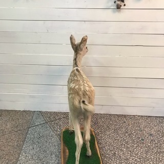 希少品です！バンビの剥製