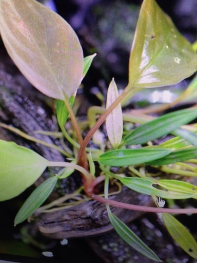 インドネシア産　観葉植物　取引先募集