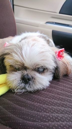 シーズー メス 11歳 Puara 江古田のシーズーの里親募集 ジモティー