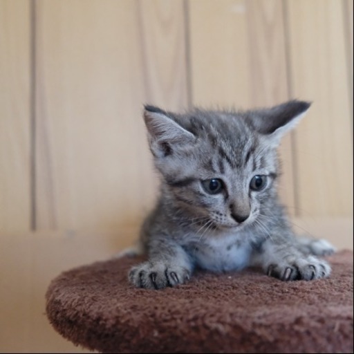 可愛い4姉妹のサバトラつみれちゃん あいさん 福岡の猫の里親募集 ジモティー
