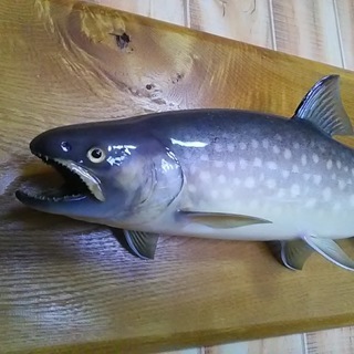 大きなアメマスの剥製