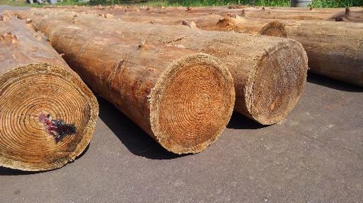 カラマツの皮剥き済みの丸太　ロングサイズ
