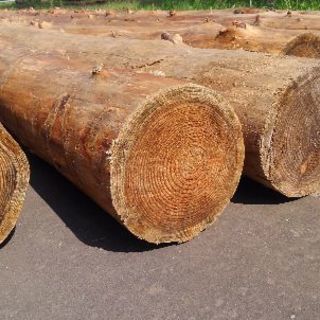 カラマツの皮剥き済みの丸太　ロングサイズ カラマツの皮剥き済みの丸太 ロングサイズ 【公式通販】