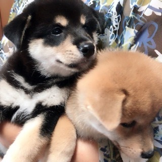 【9/18まで受付】柴犬 子犬譲ります