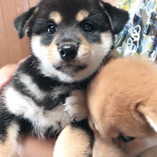 【9/18まで受付】柴犬 子犬譲ります (えーす) うるまの柴犬の里親募集｜ジモティー