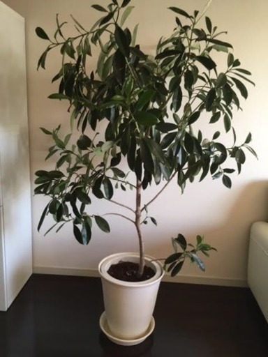 フィカス フォグライア観葉植物