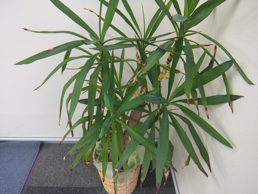 観葉植物ユッカ エレファンティペス青年の樹 Smile 宇都宮のその他の中古あげます 譲ります ジモティーで不用品の処分