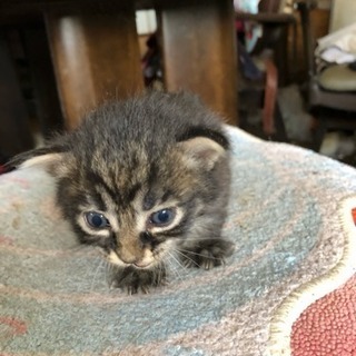 保護猫です  里親さん募集