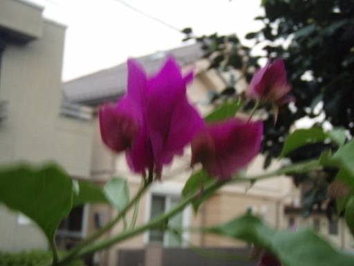 ブーゲンビリア １０号 ２ｍくらい 花 花木 南国 | www.cheval-rider ...