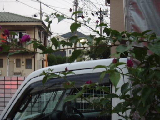 ブーゲンビリア １０号 ２ｍくらい 花 花木 南国 | muniotuzco.gob.pe
