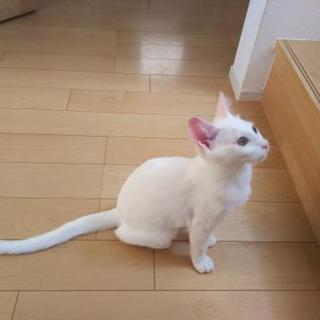 美猫！５ヶ月のツンデレ姫 − 愛知県