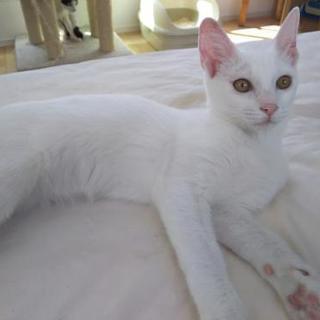 美猫！５ヶ月のツンデレ姫の画像