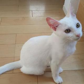 美猫！５ヶ月のツンデレ姫 - 尾張旭市