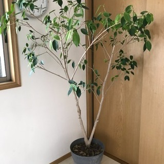 ガジュマル 大型 観葉植物 (鉢付き)