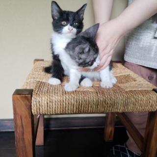 かわいい子猫ちゃんたち − 群馬県