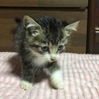 子猫の里親さん募集です(35)