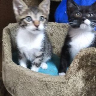 ミルク育ちの２ヶ月の兄弟猫  サバ白♂と黒♀