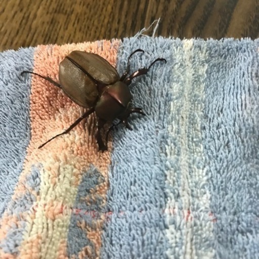 マルガリータヒナカブト クワガタ  サタンオオカブト3令