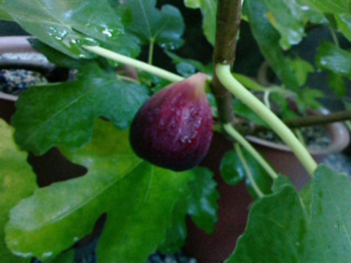 いちじく挿し木苗 5 無花果 西日暮里のその他の中古あげます 譲ります ジモティーで不用品の処分