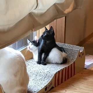 3ヶ月の白黒猫と黒猫ちゃんたち - 猫