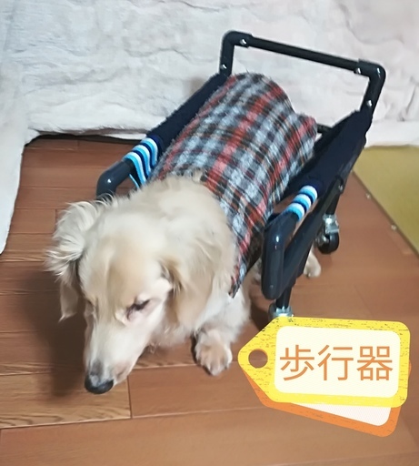 介護犬（老犬）歩行器