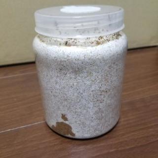 オオクワガタ　幼虫　菌糸ボトル入り　兵庫県川西産