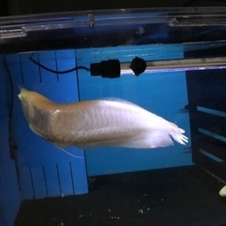 値下げ】アルビノシルバーアロワナ 約40㎝