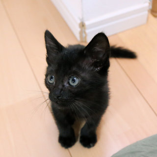 黒猫の子猫を保護しました（里親募集中）治療が終了し目がパッチリになりました。 - 猫