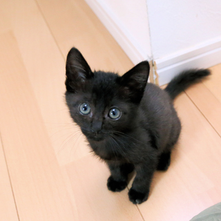 黒猫の子猫を保護しました（里親募集中）治療が終了し目がパッチリになりました。 − 福島県