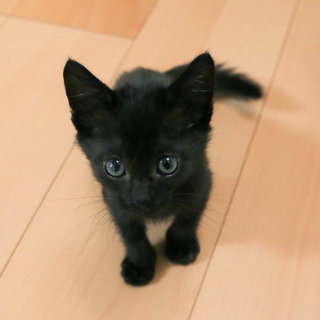 黒猫の子猫を保護しました（里親募集中）治療が終了し目がパッチリになりました。 - 里親募集