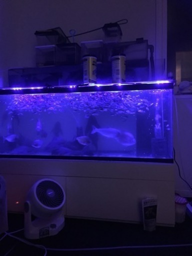 120センチ水槽一式 熱帯魚付き