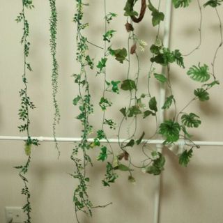 観葉植物ぜんぶ