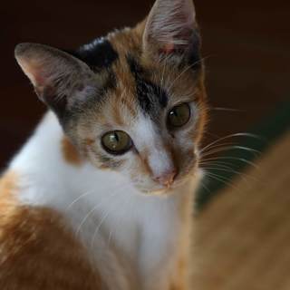 子猫の里親募集 − 沖縄県