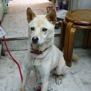 行き場のないミックス犬11才