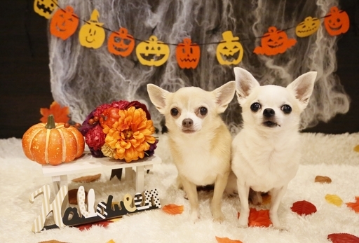 ハロウィンペット撮影会開催 ロイヤルカイラフォトスタジオ名古屋 ロイヤルカイラフォト 名古屋 のその他のイベント参加者募集 無料掲載の掲示板 ジモティー