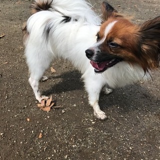 犬友募集！