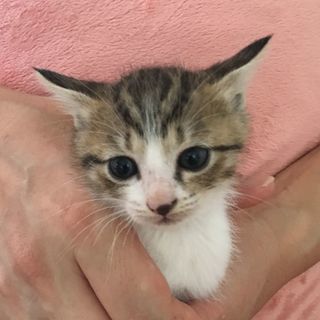 超かわいいハチ割れの子猫ちゃん　スフレちゃん