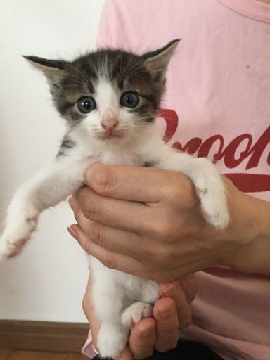 超かわいいキジハチ割れの子猫ちゃんプリンちゃん ねこの手の会 小牧の猫の里親募集 ジモティー 超かわいいキジハチ割れの子猫ちゃんプリンちゃん ねこの手の会 小牧の猫の里親募集 ジモティー