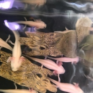 ウーパールーパー 白黒目 Gaf Gaf 春日原のその他の中古あげます 譲ります ジモティーで不用品の処分