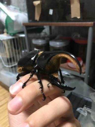 クワガタ、カブト、マルガリータヒナカブト、サタンオオカブト