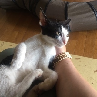 動画みて下さい‼️可愛い仔猫が里親さん待ってます。 − 埼玉県