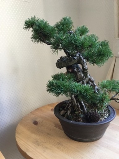 五葉松盆栽根上り