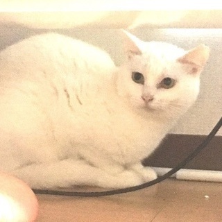 女の子 美人白猫ちゃん1歳